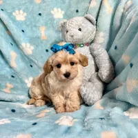 Apricot Boy, a female Maltipoo for sale in Rogers, AR – 1 of 3