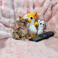 Chocolate Merle Girl, a female Chihuahua for sale in Rogers, AR – 4 of 5