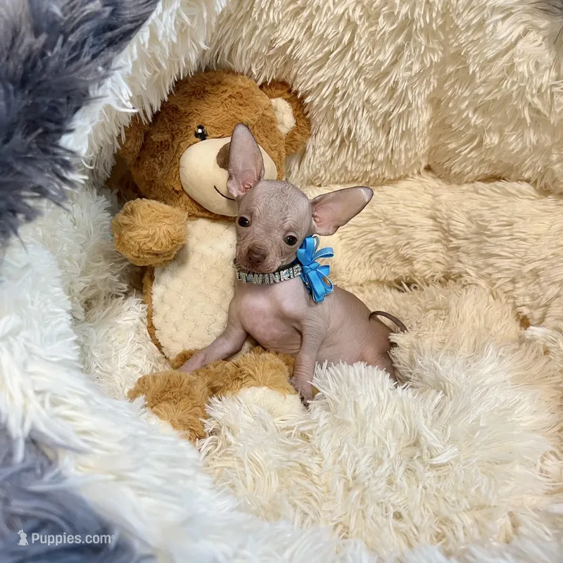 Hairless Red Fawn Boy, a male Chihuahua for sale in Rogers, AR – Photo 1 of 2