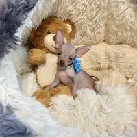 Hairless Red Fawn Boy, a male Chihuahua for sale in Rogers, AR – Photo 1 of 2