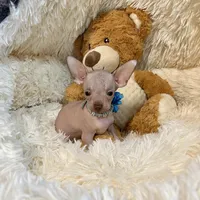 Hairless Red Fawn Boy, a male Chihuahua for sale in Rogers, AR – Photo 2 of 2