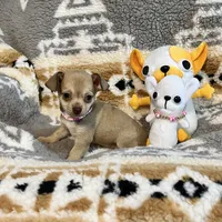Fawn Girl, a female Chihuahua for sale in Rogers, AR – 1 of 3