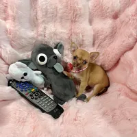 Chocolate Sable Fawn Girl, a female Chihuahua for sale in Rogers, AR – 3 of 4