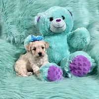 Cream Apricot Boy, a male Maltipoo for sale in Rogers, AR – 2 of 3