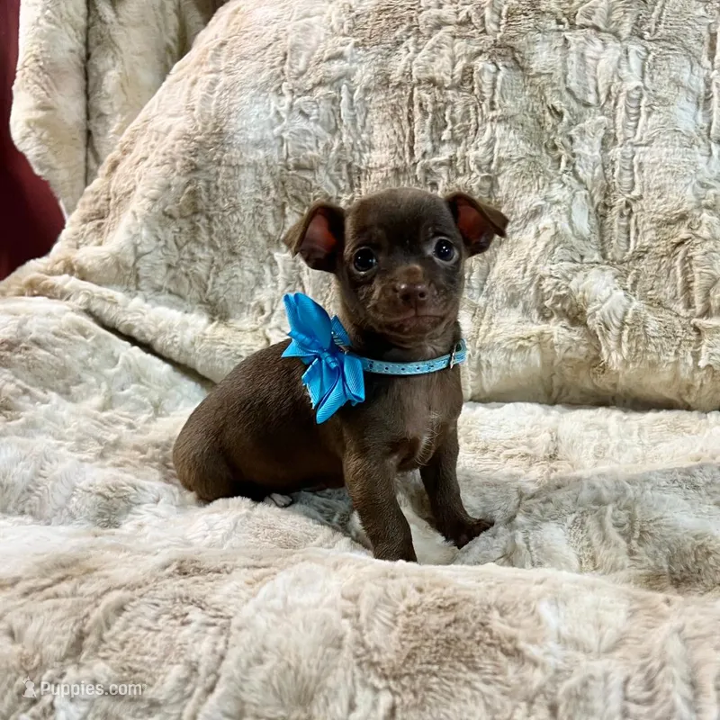Chocolate Boy  – Chihuahua puppy for sale in Rogers, AR