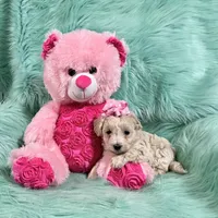 Cream Champagne Girl, a female Maltipoo for sale in Rogers, AR – 2 of 3