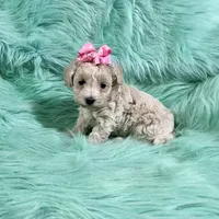 Cream Champagne Girl, a female Maltipoo for sale in Rogers, AR – 3 of 3