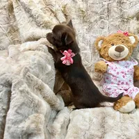 Long Coat Chocolate and White Girl, a female Chihuahua for sale in Rogers, AR – 4 of 4