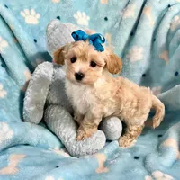 Apricot Boy, a female Maltipoo for sale in Rogers, AR – 2 of 3