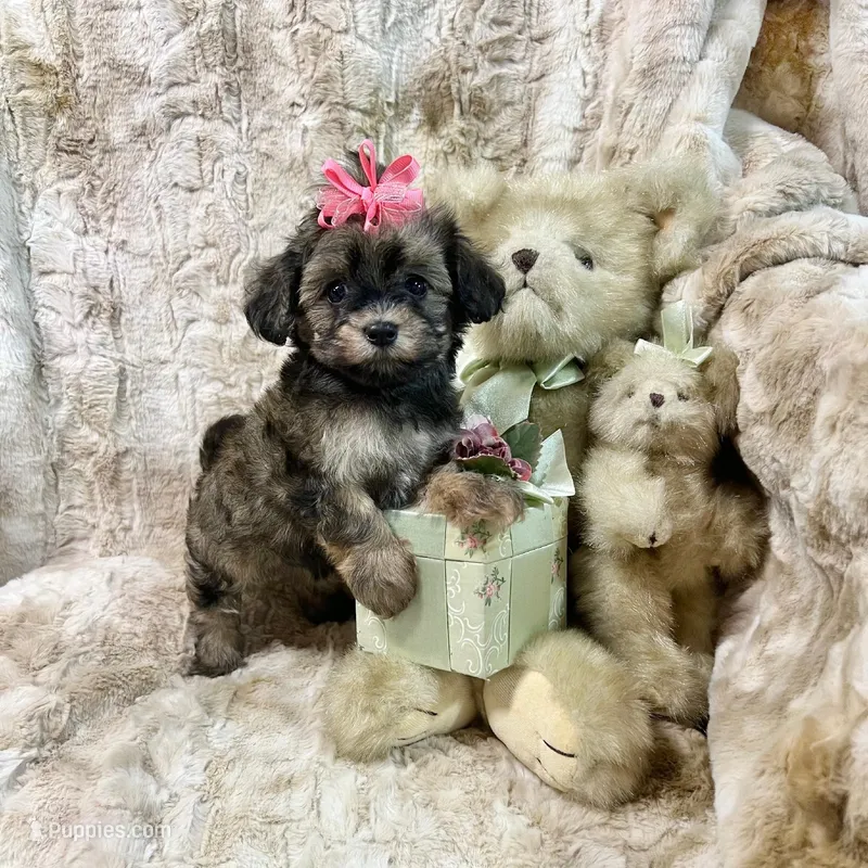 Sable Fawn Girl – Maltipoo, Poodle - Toy  puppy for sale in Rogers, AR