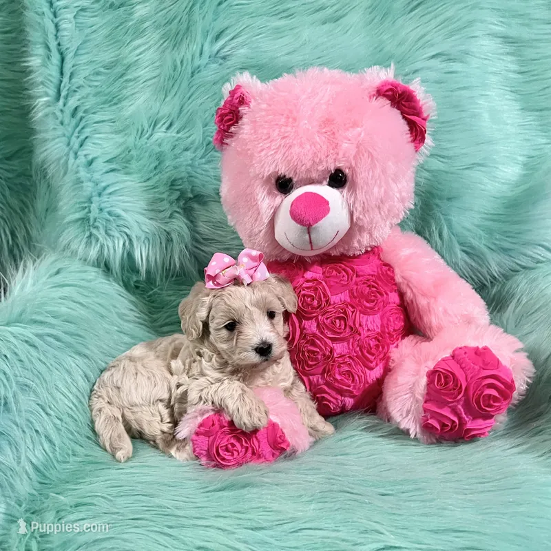 Cream Champagne Girl – Maltipoo puppy for sale in Rogers, AR