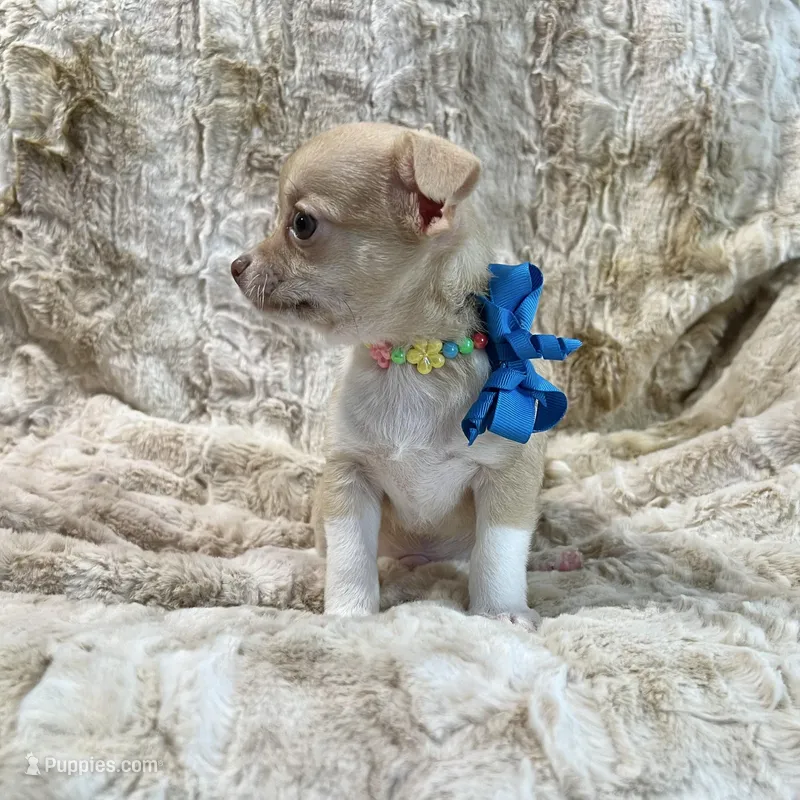 Fawn and White Boy – Chihuahua puppy for sale in Rogers, AR
