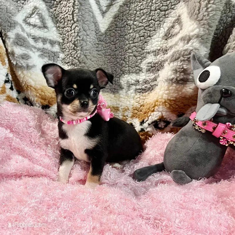 Black, Tan, and White Girl – Chihuahua puppy for sale in Rogers, AR