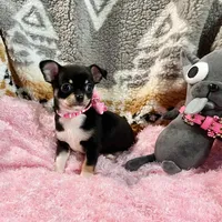 Black, Tan, and White Girl, a female Chihuahua for sale in Rogers, AR – 1 of 3