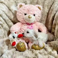 Cream Apricot Girl, a female Maltipoo for sale in Rogers, AR – 3 of 4