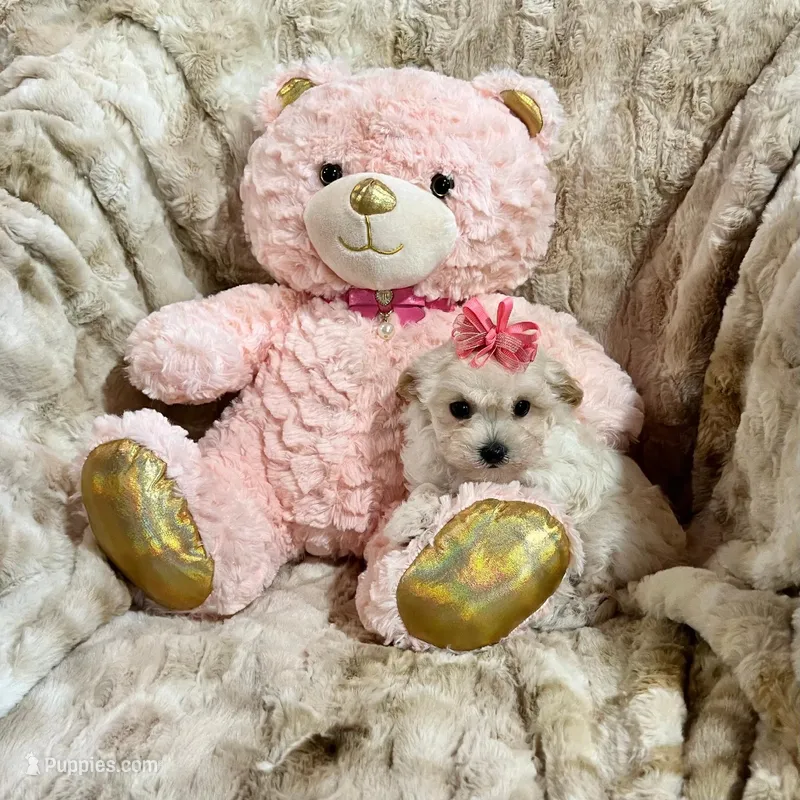 Light Apricot Girl – Maltipoo puppy for sale in Rogers, AR