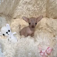 Tiny Hairless Red Fawn, a male Chihuahua for sale in Rogers, AR – Photo 2 of 2