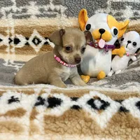 Fawn Girl, a female Chihuahua for sale in Rogers, AR – 3 of 3