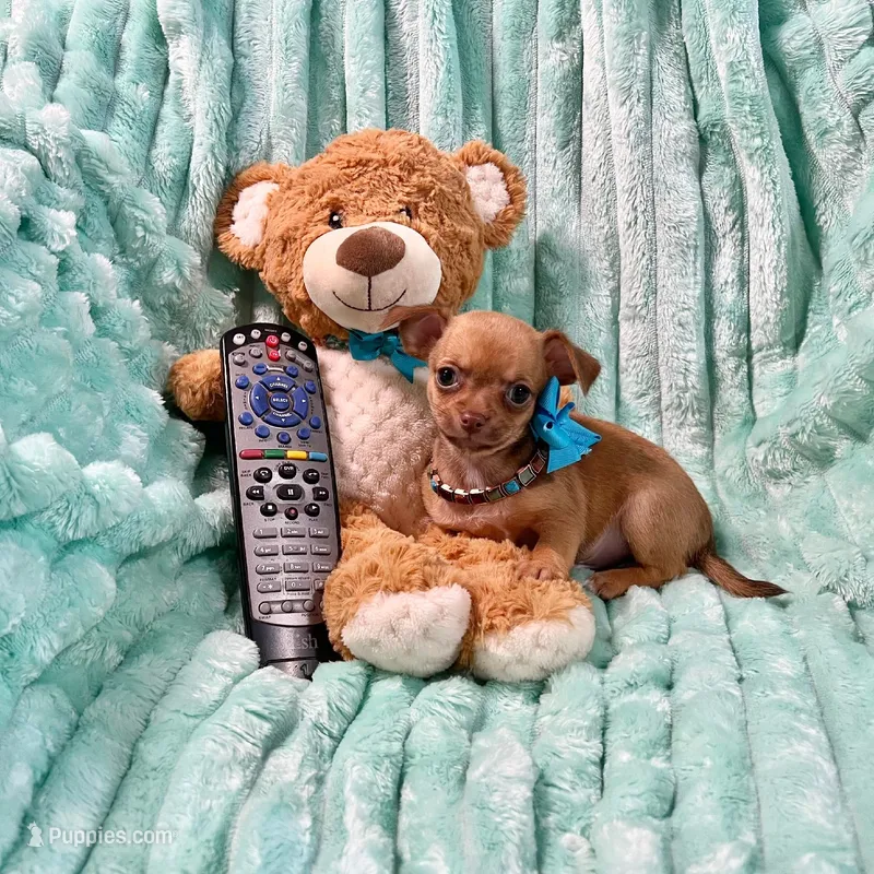 Chocolate Sable Fawn Boy – Chihuahua puppy for sale in Rogers, AR