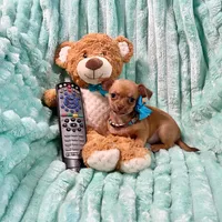 Chocolate Sable Fawn Boy, a male Chihuahua for sale in Rogers, AR – 1 of 3