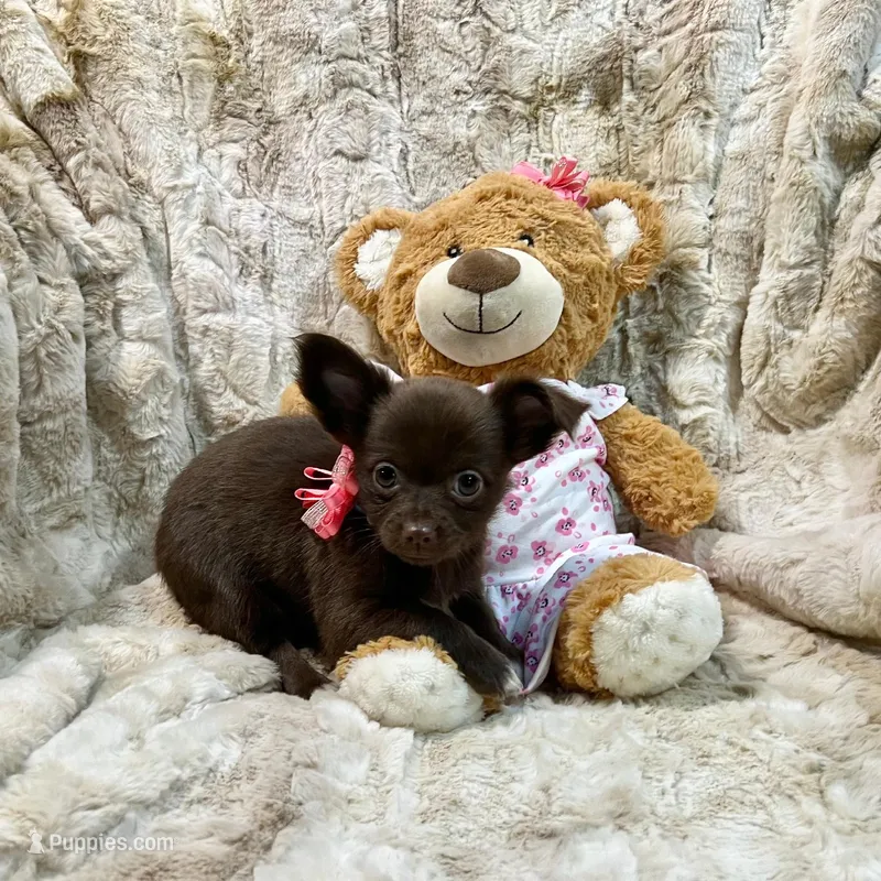 Long Coat Chocolate and White Girl – Chihuahua puppy for sale in Rogers, AR