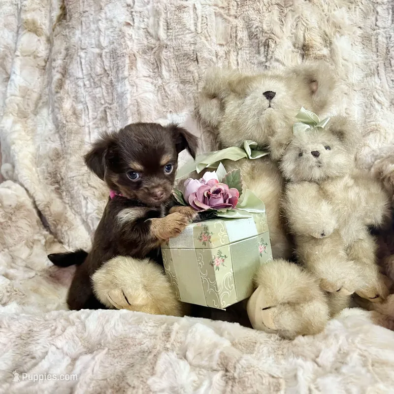 Long Coat Chocolate, Tan, and White Girl