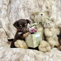 Long Coat Chocolate, Tan, and White Girl, a female Chihuahua for sale in Rogers, AR – Photo 1 of 3