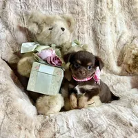 Long Coat Chocolate, Tan, and White Girl, a female Chihuahua for sale in Rogers, AR – Photo 2 of 3