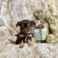 Long Coat Chocolate, Tan, and White Girl, a female Chihuahua for sale in Rogers, AR – Photo 3 of 3