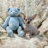 Tiny Red Fawn Hairless Boy, a male Chihuahua for sale in Rogers, AR – 1 of 4