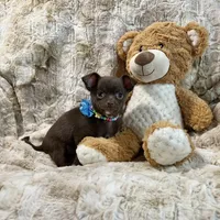 Chocolate with White Boy, a male Chihuahua for sale in Rogers, AR – Photo 2 of 3