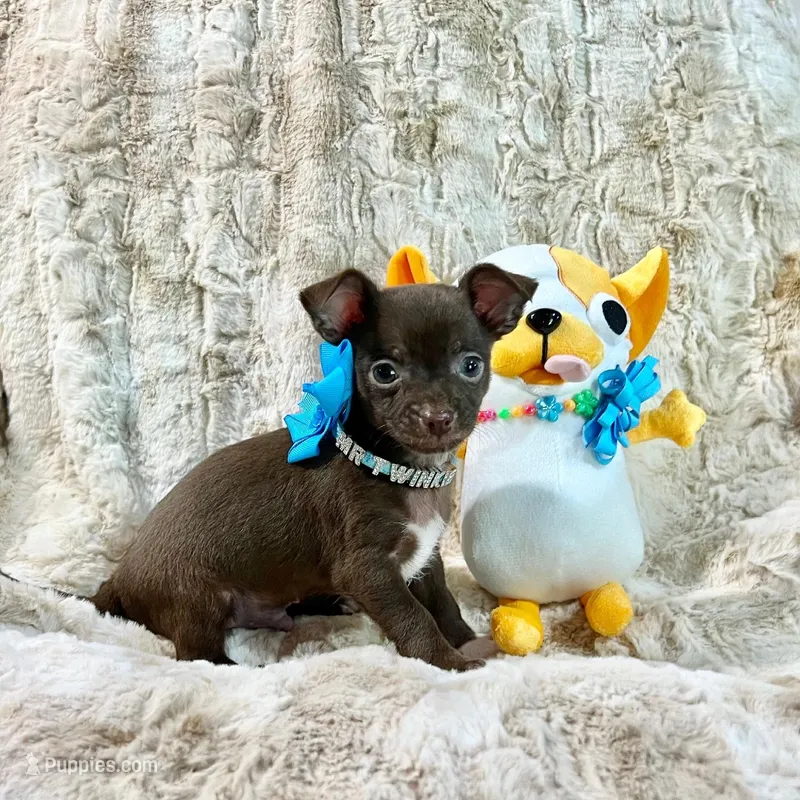 Chocolate and White Boy – Chihuahua puppy for sale in Rogers, AR