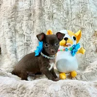 Chocolate and White Boy, a male Chihuahua for sale in Rogers, AR – 1 of 2