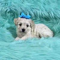 Cream Apricot Boy, a male Maltipoo for sale in Rogers, AR – 1 of 3