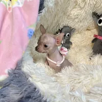 Tiny Hairless Girl, a female Chihuahua for sale in Rogers, AR – 1 of 2