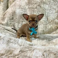 Chocolate Sable Boy, a male Chihuahua for sale in Rogers, AR – 3 of 4