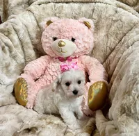 Cream Apricot Girl, a female Maltipoo for sale in Rogers, AR – 4 of 4