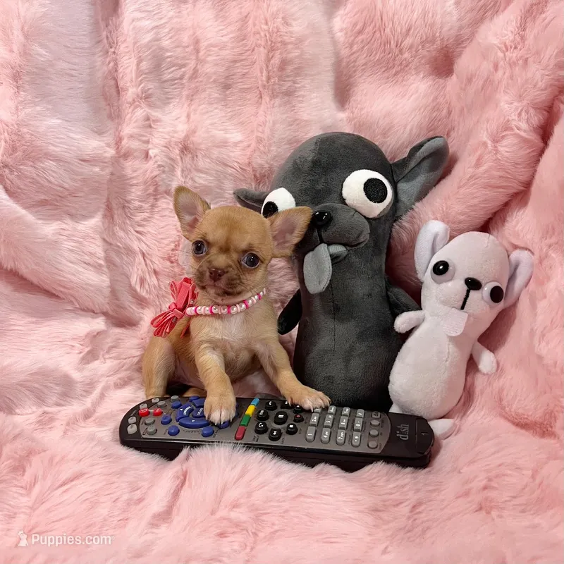 Chocolate Sable Fawn Girl – Chihuahua puppy for sale in Rogers, AR