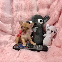 Chocolate Sable Fawn Girl, a female Chihuahua for sale in Rogers, AR – 1 of 4