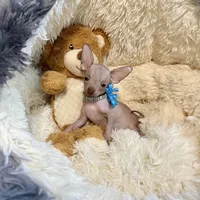 Hairless Boy, a male Chihuahua for sale in Rogers, AR – 2 of 2