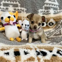 Fawn Girl, a female Chihuahua for sale in Rogers, AR – 2 of 3
