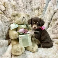 Long Coat Chocolate, Cream, and White Girl, a female Chihuahua for sale in Rogers, AR – 2 of 3