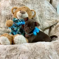 Chocolate Boy , a male Chihuahua for sale in Rogers, AR – 2 of 4