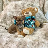 Chocolate Sable Boy, a male Chihuahua for sale in Rogers, AR – 2 of 4