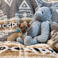 Red Fawn and White Boy, a male Chihuahua for sale in Rogers, AR – Photo 2 of 2