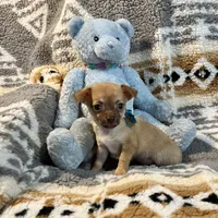 Red Fawn and White Boy, a male Chihuahua for sale in Rogers, AR – Photo 1 of 2