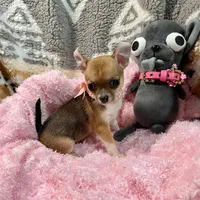 Sable Fawn and White Girl, a female Chihuahua for sale in Rogers, AR – 3 of 3
