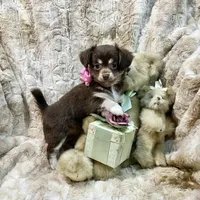 Long Coat Chocolate, Cream, and White Girl, a female Chihuahua for sale in Rogers, AR – 3 of 3