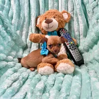Chocolate Sable Fawn Boy, a male Chihuahua for sale in Rogers, AR – 2 of 3