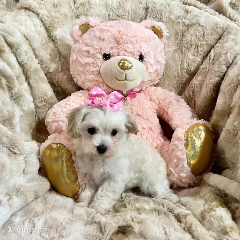 Cream Apricot Girl – Maltipoo puppy for sale in Rogers, AR